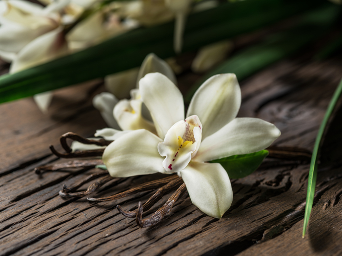 Gousses de vanille surmontée d'une fleur de vanille